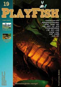La copertina di Playfish 19